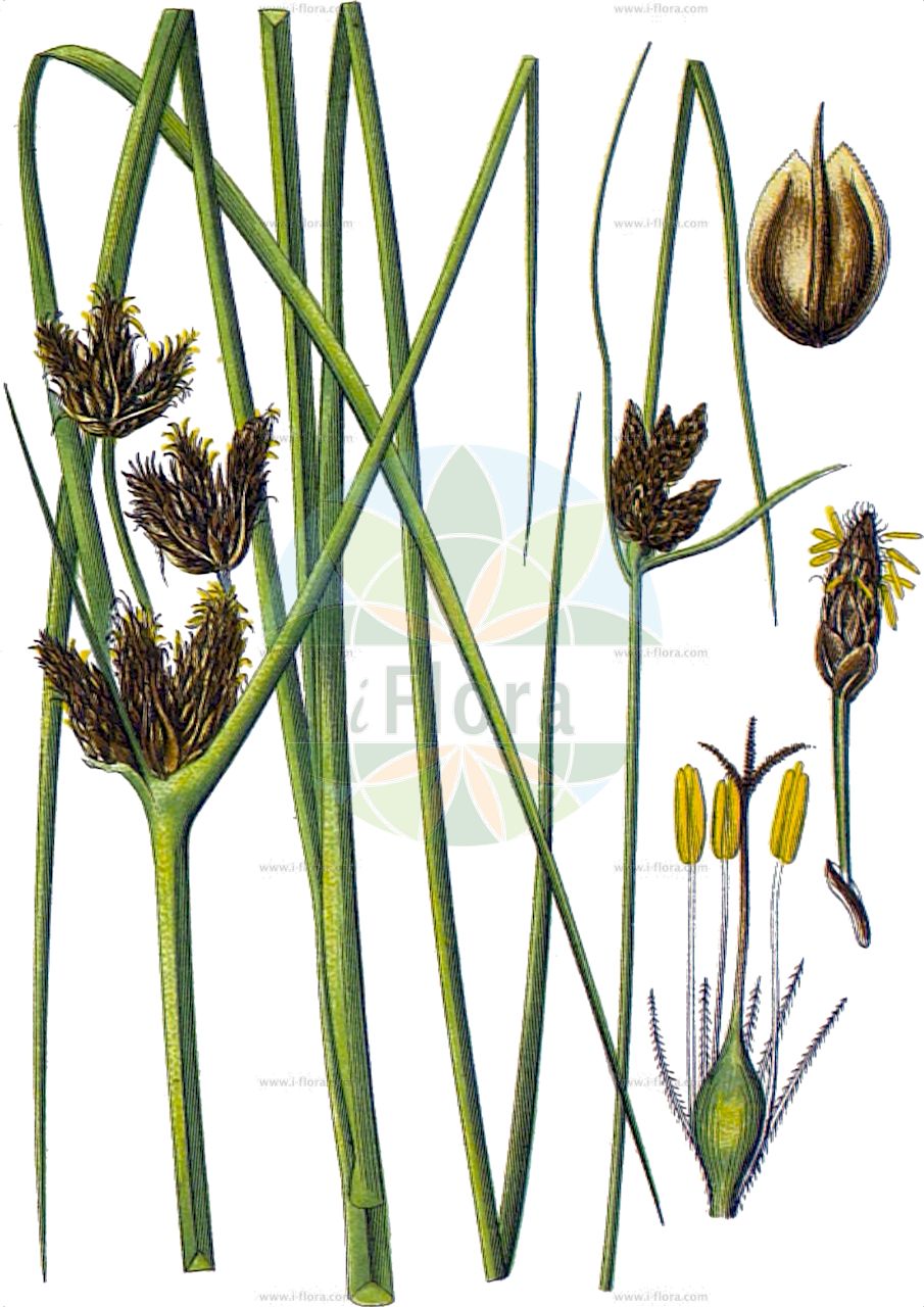 Bolboschoenus maritimus - Cyperaceae,Plantae,Pteridobiotina,Angiosperms,Poales,Cyperaceae,Bolboschoenus,Bolboschoenus maritimus,Reigera maritima, Schoenoplectus maritimus, Scirpus maritimus, Scirpus maritimus var. genuinus,Gewöhnliche Strandsimse;Bastard-Strand-Simse;Gewöhnliche Strand-Simse;Strand-Simse;Meer-Binse;Meerstrandbinse;Meersimse;Gewöhnliche Strandbinse;sea club-rush;salt-marsh bulrush;alkali bulrush;bayonet-grass;scirpe maritime;purua grass;cosmopolitan bulrush;river bulrush;Bolboschoenus maritime;scirpe maritime;jonc marin;serrada mayor;erba nocca;junco de mar;coco grande;cirpo de mar;Bolboschoenus maritimus;Lisca marittima;Mosca;Triangoli;scirpio marittimo;erba nocca;giunco sfrangiato;porri;zee-bies;zeebies;heen;triangulo;bayunça;junquilho-dos-salgados;triângulo;клубнекамыш морской;sandalyesazı;shqirrë;shqirrë deti;sitkë deti;jonca marítima;primorski rančić;havs-säv;havssäv;strand-kogleaks;sitowiec nadmorski;ukiyagara;ウキヤガラ;obmorska srpica;zsióka;kamyšník přímořský;trosnitoare;šarina prímorská;šašina prímorská;бульбокомиш морський;бульбокомиш скупчений;морски болбосхьонус;морски камыш;meri-mugulkõrkjas;jūrmalas gumumeldrs;havsevaks;merikaisla;висока зука;оштра шаш;шеварика;agmon yammi;אַגְמוֹן יַמִּי;pajūrinis liūnmeldis;hǎi bīn sān léng cǎo;海滨三棱草