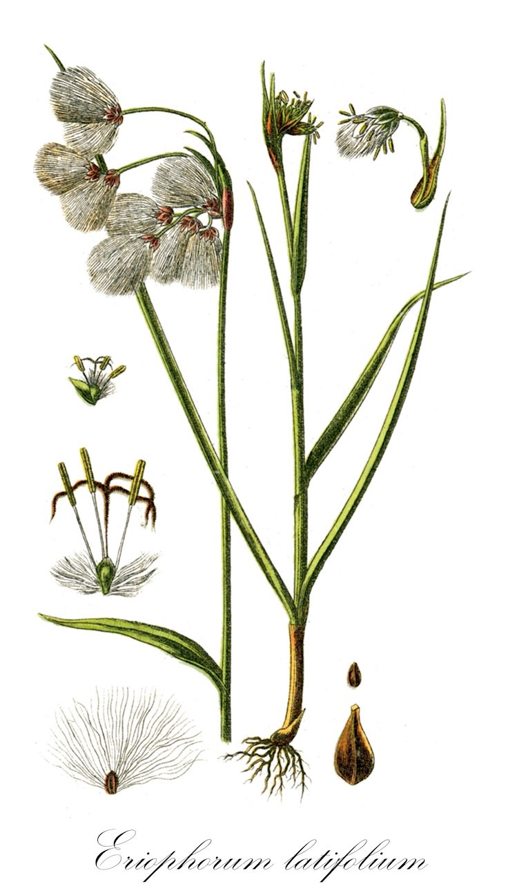Eriophorum latifolium - Cyperaceae,Plantae,Pteridobiotina,Angiosperms,Poales,Cyperaceae,Eriophorum,Eriophorum latifolium,Carex alopecurus, Eriophorum depauperatum, Eriophorum latifolium var. congestum, Eriophorum latifolium var. ramosum, Eriophorum polystachion f. latifolium, Eriophorum polystachion subsp. latifolium, Eriophorum polystachion var. latifolium, Eriophorum pubescens, Eriophorum vulgare, Plumaria latifolia, Scirpus angustifolius subsp. latifolius,Breitblättriges Wollgras;broad-leaved cottongrass;fen cotton-grass;Linaigrette à larges feuilles;linaigrette à feuilles larges;cotonera latifòlia;hierba del algodon;hierba del algodón;Pennacchi a foglie larghe;pennacchio maggiore;breed wollegras;пушица широколистная;pambıkotu;eriofora gjethegjëre;erioforë;cotonera latifòlia;širokolisna suhoperka;gräs-ull;gräsull;bredbladet kæruld;wełnianka szerokolistna;širokolistni munec;széleslevelű gyapjúsás;suchopýr širokolistý;páperník širokolistý;пухівка широколиста;широколиснта пушица;laialehine villpea;platlapu spilve;breimyrull;lettovilla;широколисна сухоперка;plačialapis švylys;kuān yè yáng hú zǐ cǎo;宽叶羊胡子草