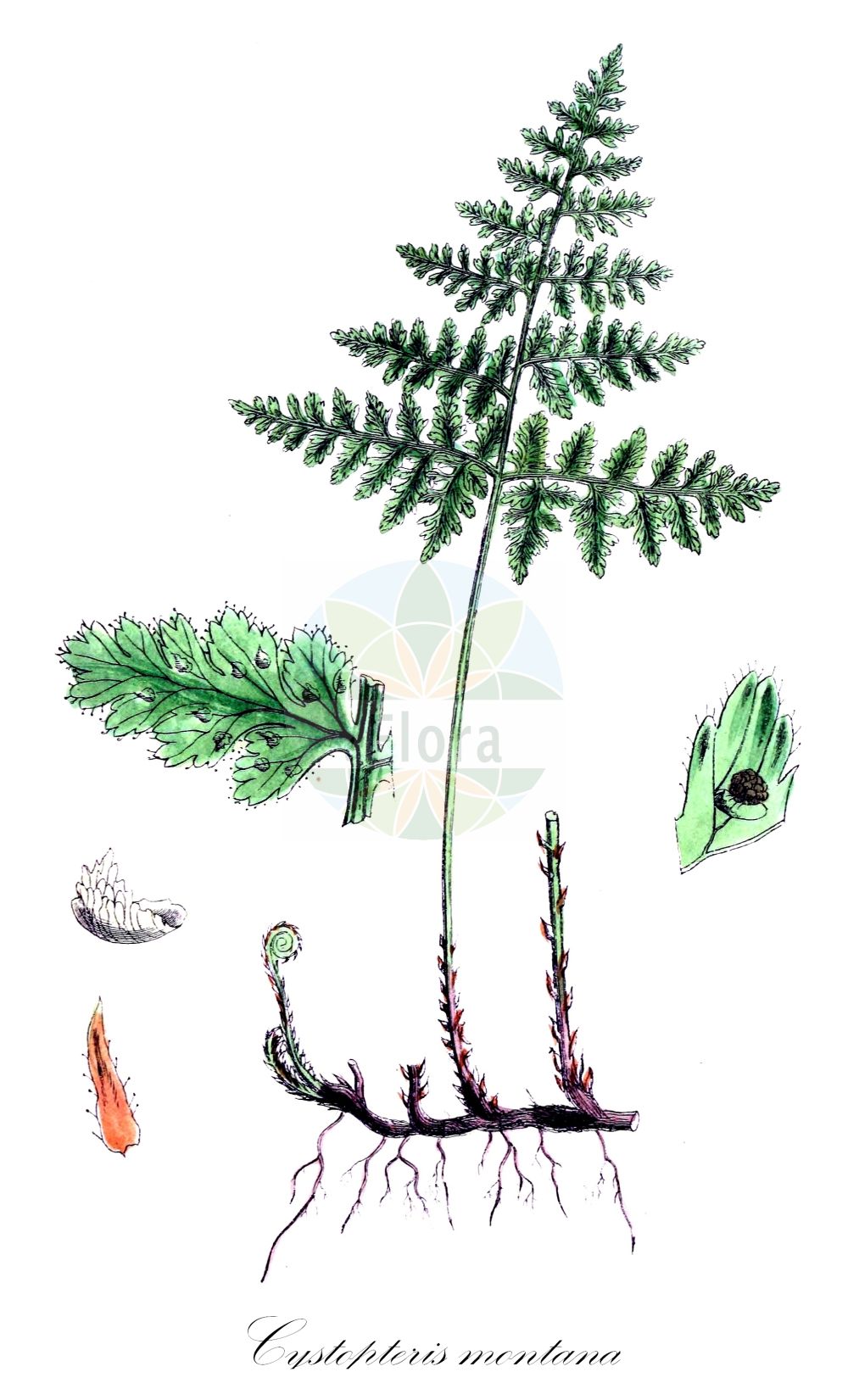 Cystopteris montana - Cystopteridaceae,Plantae,Pteridobiotina,Polypodiophyta,Polypodiopsida,Polypodiidae,Polypodiales,Cystopteridaceae,Cystopteris,Cystopteris montana,Aspidium montanum, Aspidium myrrhidifolium, Athyrium montanum, Cyathea montana, Cyste montana, Cystea bulbifera, Cystea montana, Cystopteris allioni, Cystopteris modesta, Cystopteris myrrhidifolia, Filicula montana, Filix montana, Polypodium montanum, Polypodium montium, Polypodium myrrhidifolium, Rhizomatopteris montana,Berg-Blasenfarn;mountain bladder-fern;mountain bladder fern;cystoptère des montagnes;Cystoptère des montagnes;cystoptéris des montagnes;Felcetta montana;корневищник горный;пузырник горный;dağ eğreltisi;brdska papratka;finbräken;bjerg-bægerbregne;paprotnica górska;gorska priščanica;ferigă de piatră;пухирник гірський;fjell-lok;vuoriloikko;ōu zhōu jué;高山冷蕨