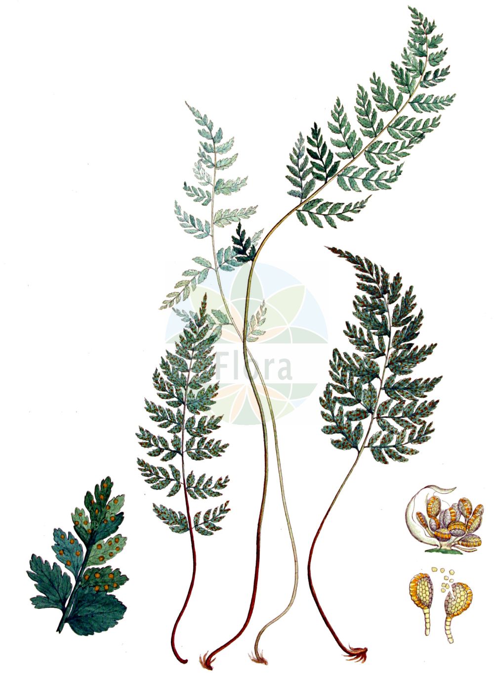Cystopteris fragilis - Cystopteridaceae,Plantae,Pteridobiotina,Polypodiophyta,Polypodiopsida,Polypodiidae,Polypodiales,Cystopteridaceae,Cystopteris,Cystopteris fragilis,Aspidium fragile, Aspidium fragile var. fumarioides, Cyclopteris fragilis, Cyste fragilis, Cystopteris filix-fragilis, Cystopteris fragilis f. angustata, Cystopteris fragilis f. angustata, Cystopteris fragilis f. anthriscifolia, Cystopteris fragilis f. anthriscifolia, Cystopteris fragilis f. cynapifolia, Cystopteris fragilis f. cynapifolia, Cystopteris fragilis f. fragilis, Cystopteris fragilis subsp. emarginato-denticulata, Cystopteris fragilis var. acutidentata, Cystopteris fragilis var. baenitzii, Cystopteris fragilis var. dickieana, Cystopteris fragilis var. genuina, Cystopteris fragilis var. lobulatodentata, Cystopteris fragilis var. pinnatipartita, Cystopteris fragilis var. rupestris, Filix fragilis, Polypodium fragile,Zerbrechlicher Blasenfarn;Runzelsporiger Blasenfarn;Dickies Blasenfarn;brittle bladder-fern;brittle fern;fragile fern;cystoptère fragile;Cystoptère fragile;cystoptéris fragile;capillaire blanc;cystoptéride fragile;culantrillo blanco;helecho vejigoso;quebradizo;Felcetta fragile;felcetta fragile comune;gewoon blaasvaren;blaasvaren;fieitos;helecho vejigoso;пузырник алмаатинский;пузырник выемчато-зубчатый;пузырник ломкий;пузырник термальный;gevrek eğrelti;fierfshika e brishtë;fierfshikë;falguera fràgil;nježna papratka;stenbräken;skør bægerbregne;paprotnica krucha;nayo-shida;ナヨシダ;krhka priščanica;hólyagpáfrány;puchýřník křehký;ferigă de stîncă;feriguţă de stîncă;pľuzgiernik krehký;пухирник ломкий;обикновена крехка папрат;магданозна папрат;habras põisjalg;trauslā pūslīšpaparde;skjørlok;haurasloikko;tófugras;крта папрат;trapioji sprakšė;lěng jué;冷蕨