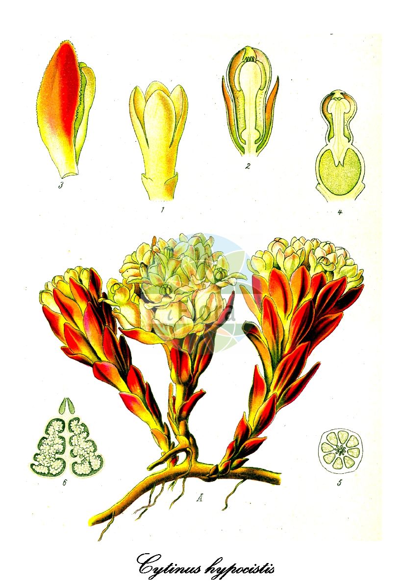 Cytinus hypocistis - Cytinaceae,Plantae,Pteridobiotina,Angiosperms,Malvales,Cytinaceae,Cytinus,Cytinus hypocistis,Asarum hypocistis, Cytinus hypocistis f. solaris, Cytinus hypocistis subsp. ochraceus, Cytinus hypocistis var. lutea, Cytinus hypocistis var. ochraceus, Hypocistis hypocistis, Hypocistis lutea, Thyrsine hypocistis,Gelber Zistrosenschmarotzer;cytinet hypociste;cytinelle;cytinet;chupamieles;hipocisto;doncellas;filosa;chupera;hipocístide amarillo;meleras;piñita;tetas de doncella;teticas de doncella;ipocisto comune;coalhadas;pútegas;amareladas;buxigas;подладанник жёлтый;inek memesi;citin;frare d'estepa;margalida;bušinova ozorina;κύτινος πόκιστος