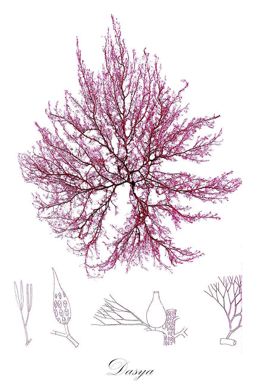 Dasya - Dasyaceae,Biota,Plantae,Rhodophyta,Eurhodophytina,Florideophyceae,Ceramiales,Dasyaceae,Dasya,Baillouviana, Eupogonium, Pogonophora, Pogonophorella, Rhodonema