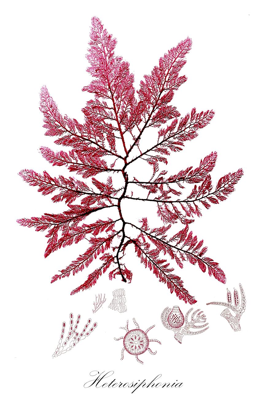Heterosiphonia - Dasyaceae,Biota,Plantae,Rhodophyta,Eurhodophytina,Florideophyceae,Ceramiales,Dasyaceae,Heterosiphonia,Asperocaulon, Ellisius, Merenia