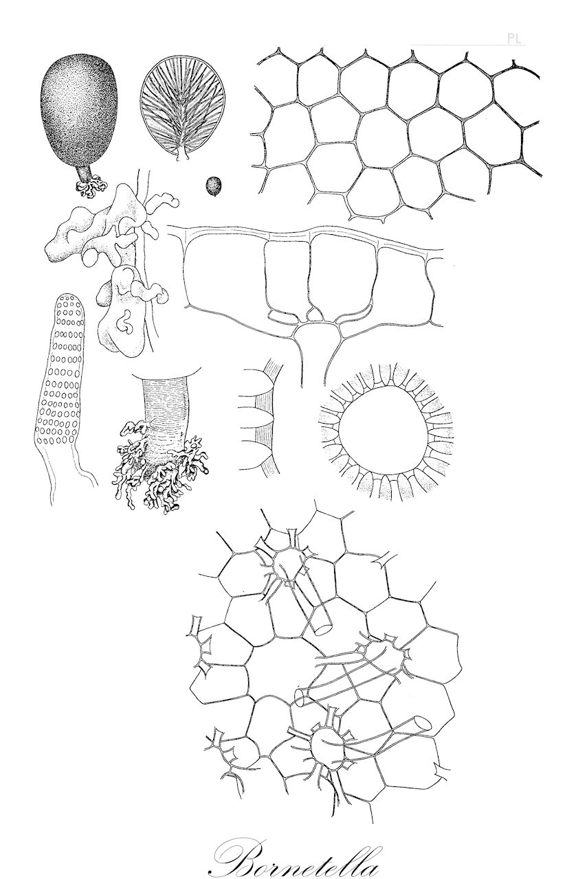 Bornetella - Dasycladaceae