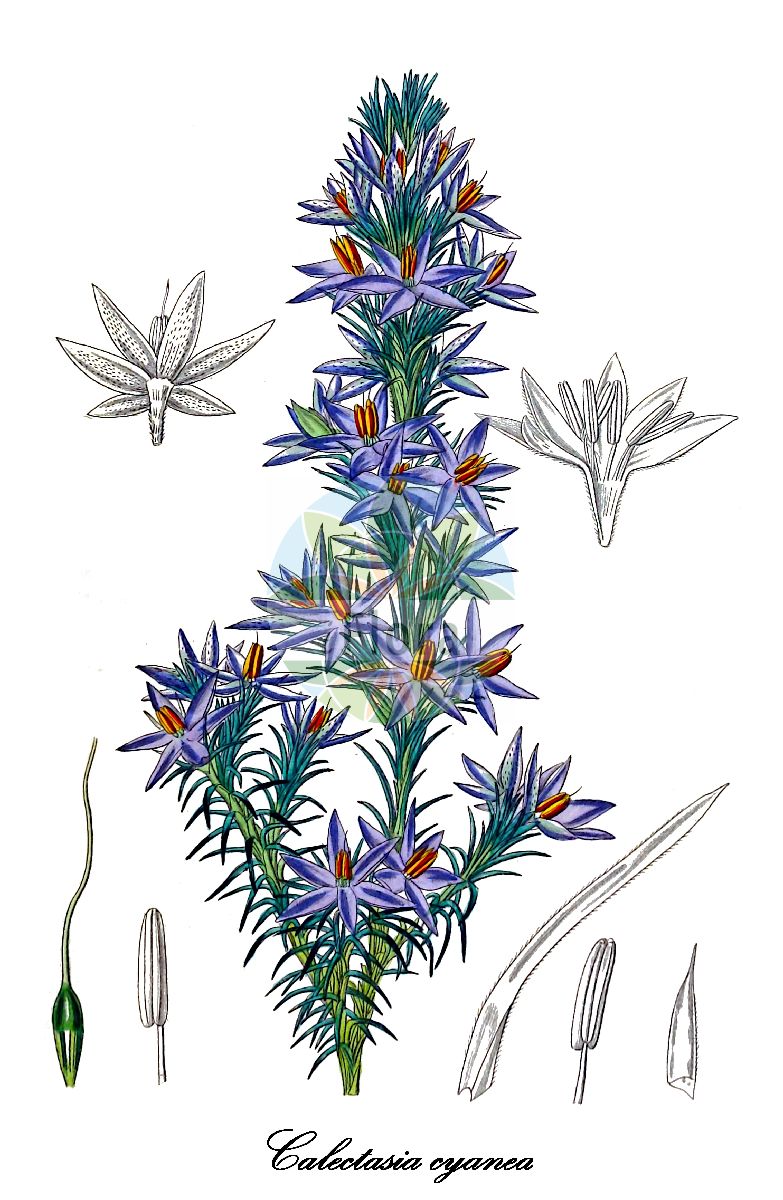 Calectasia cyanea - Dasypogonaceae,Plantae,Pteridobiotina,Angiosperms,Arecales,Dasypogonaceae,Calectasia,Calectasia cyanea,Huttia elegans
