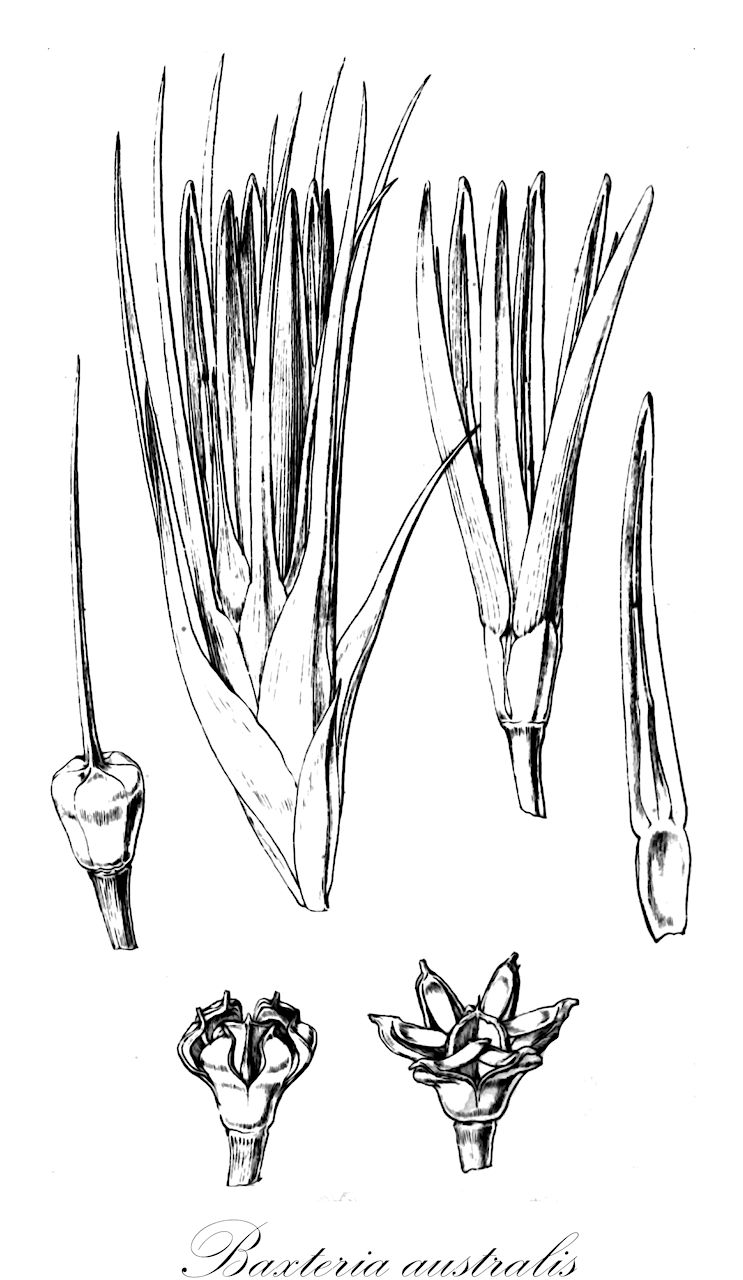 Baxteria australis - Dasypogonaceae,Plantae,Pteridobiotina,Angiosperms,Arecales,Dasypogonaceae,Baxteria,Baxteria australis