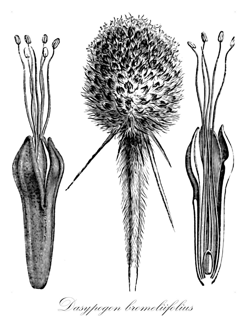 Dasypogon bromeliifolius - Dasypogonaceae,Plantae,Pteridobiotina,Angiosperms,Arecales,Dasypogonaceae,Dasypogon,Dasypogon bromeliifolius