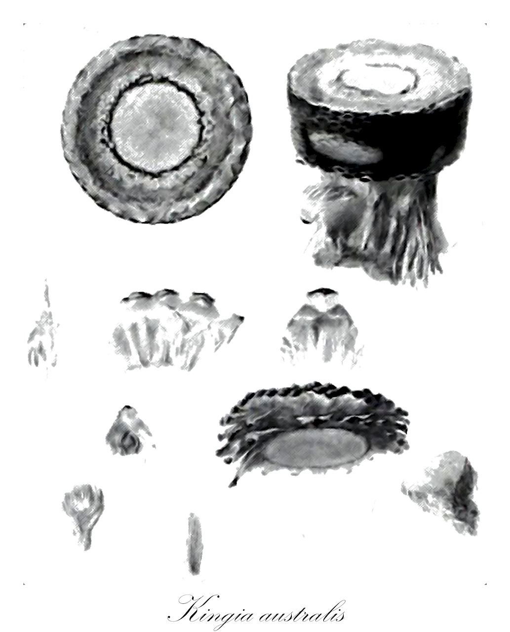 Kingia australis - Dasypogonaceae,Plantae,Pteridobiotina,Angiosperms,Arecales,Dasypogonaceae,Kingia,Kingia australis,Kingia argentea, Kingia australis var. argentea