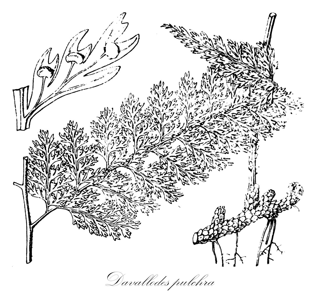 Davallodes pulchra - Davalliaceae,Plantae,Pteridobiotina,Polypodiophyta,Polypodiopsida,Polypodiidae,Polypodiales,Davalliaceae,Davallodes,Davallodes pulchra,Acrophorus chaerophyllus, Acrophorus pseudocystopteris, Acrophorus pulcher, Araiostegia athamantica, Araiostegia delavayi, Araiostegia imbricata, Araiostegia pseudocystopteris, Araiostegia pulchra, Araiostegia yunnanensis, Davallia athamantica, Davallia chaerophylla, Davallia imbricata, Davallia pseudocystopteris, Davallia pulchra, Davallia pulchra var. delavayi, Davallia rigidula, Davallia yunnanensis, Davallodes imbricata, Davallodes pseudocystopteris, Davallodes yunnanensis, Humata chaerophylla, Humata pulchra, Humata yunnanensis, Leucostegia delavayi, Leucostegia pseudocystopteris, Leucostegia pulchra, Leucostegia yunnanensis, Microlepia chaerophylla