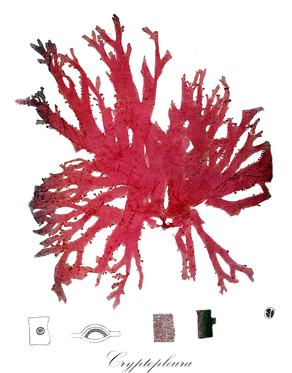 Cryptopleura - Delesseriaceae,Biota,Plantae,Rhodophyta,Eurhodophytina,Florideophyceae,Ceramiales,Delesseriaceae,Cryptopleura,Aspidophora, Dawsonia, Papyracea