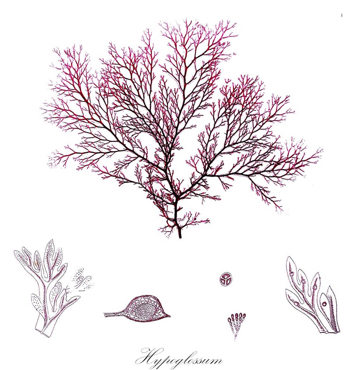Hypoglossum - Delesseriaceae,Biota,Plantae,Rhodophyta,Eurhodophytina,Florideophyceae,Ceramiales,Delesseriaceae,Hypoglossum