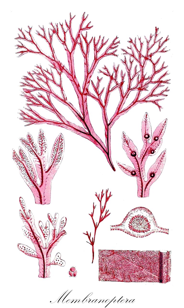 Membranoptera - Rhodophyta,Biota,Plantae,Rhodophyta,Eurhodophytina,Florideophyceae,Ceramiales,Delesseriaceae,Membranoptera,Pteridium