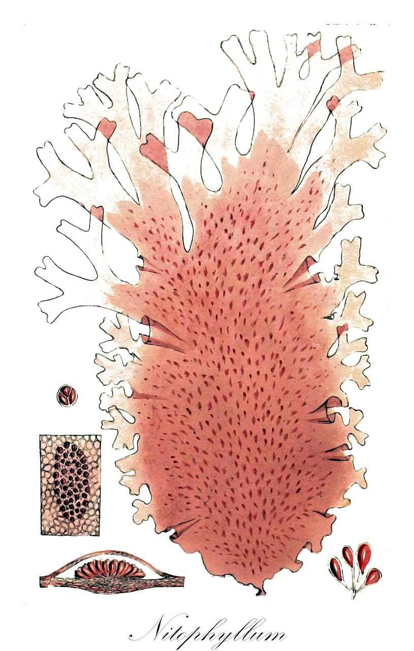Nitophyllum - Characeae,Biota,Plantae,Rhodophyta,Eurhodophytina,Florideophyceae,Ceramiales,Delesseriaceae,Nitophyllum,Aglaophyllum, Scutarius