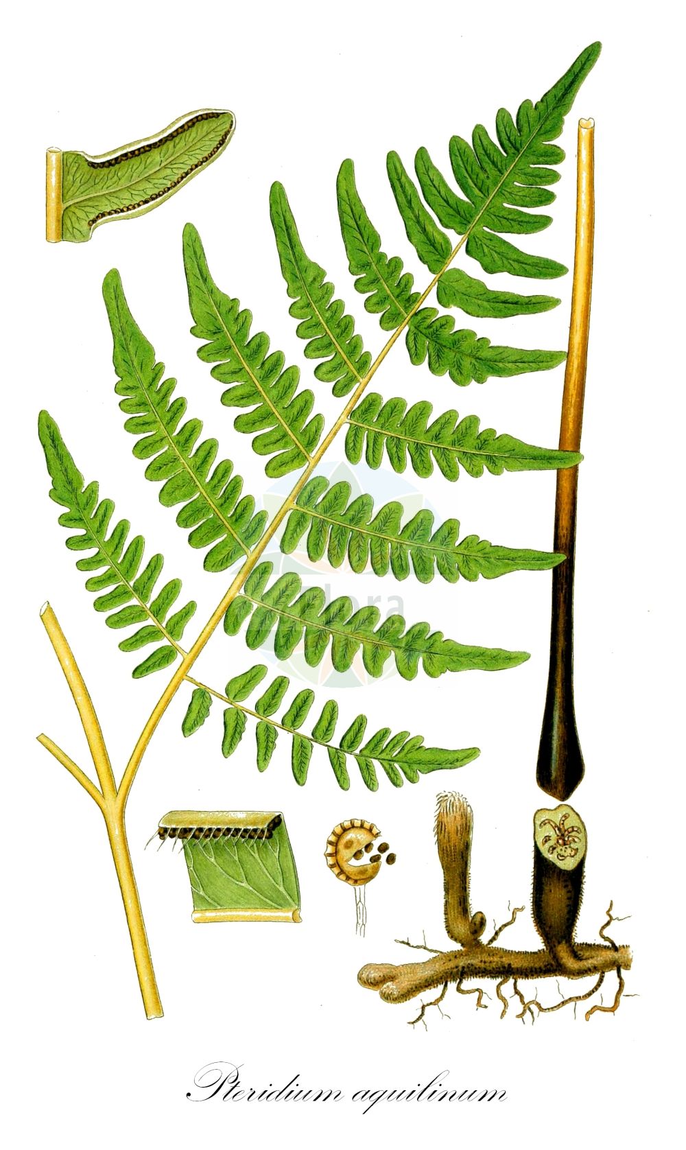 Pteridium aquilinum - Dennstaedtiaceae,Plantae,Pteridobiotina,Polypodiophyta,Polypodiopsida,Polypodiidae,Polypodiales,Dennstaedtiaceae,Pteridium,Pteridium aquilinum,Allosorus acutifolius, Allosorus aquilinus, Allosorus capensis, Allosorus tauricus, Allosorus villosus, Asplenium aquilinum, Cincinalis aquilina, Cincinalis gleditschii, Cincinalis lanuginosa, Eupteris aquilina, Filix aquilina, Filix-foemina aquilina, Filix-foemina vulgaris, Onychium capense, Ornithopteris aquilina, Paesia aquilina, Polypodium austriacum, Pteridium aquilinum f. pubescens, Pteridium aquilinum subsp. aquilinum, Pteridium aquilinum subsp. atlanticum, Pteridium aquilinum subsp. brevipes, Pteridium aquilinum subsp. fulvum, Pteridium aquilinum subsp. herediae, Pteridium aquilinum subsp. tauricum, Pteridium aquilinum subsp. typicum, Pteridium aquilinum var. aquilinum, Pteridium aquilinum var. lanuginosum, Pteridium aquilinum var. lanuginosum, Pteridium aquilinum var. osmundaceum, Pteridium ceheginense, Pteridium heredia, Pteridium pinetorum subsp. osmundaceum, Pteridium pinetorum subsp. sajanense, Pteridium pinetorum subsp. sibiricum, Pteridium tauricum, Pteris aquilina, Pteris aquilina f. glabrior, Pteris aquilina var. languinosa, Pteris aquilina var. transcaucasica, Pteris auriculata, Pteris borealis, Pteris brevipes, Pteris firma, Pteris foemina, Pteris gardneri, Pteris heredia, Pteris nudicaulis, Pteris recurvata,Adlerfarn;bracken;fougère-aigle commune;bracken fern;western brackenfern;Fougère aigle;fougère aigle commune;fougere aigle commune;grande fougère aigle;fougère impériale;grande fougère aquiline;porte-aigle;aigle impérial;fougère commune;ptéris aigle;fougère grand aigle;ptéride aquiline;fougère aquiline;fougère bizard;grande fougère;cucaracha;felguera;helecho comun;pecho de caballo;petalillo;helecho hembra;palma;crespillo;helecho común;falaguera;foguera;helecho águila;felces;Felce aquilina;felce aquilina comune;felce maggiore;fellce aquilina;gewoone adelaarsvaren;gewone adelaarsvaren;adelaarsvaren;feto-ordinário;samambaia-comum;feto-femea-das-boticas;feto-fêmea-das-boticas;feto-dos-montes;fieitos;feto-do-mato;feiteira;орляк обыкновенный;орляк широковатый;eğrelti;kartal eğreltisi;fier shqiponje;fiershqipe;falguera aquilina;falguera communa;falguera de bosc;orlova paprat;vanlig örnbräken;taigaörnbräken;slokörnbräken;nordlig ørnebregne;orlica pospolita;ørnebregne;almindelig ørnebregne;orlica pospolita;warabi;ワラビ;orlova praprot;saspáfrány;hasivka orličí;ferigă de câmp;ferigă de cîmp;țolul lupului;orličník obyčajný;papradie orličie;орляк звичайний;oрлова папрат;kilpjalg;parastā ērgļpaparde;vqnlig einstape;vanlig einstape;einstape;sananjalka;бујад;обична бујад;орлова папрат;evranit hannesher;אֶבְרָנִית הַנֶּשֶׁר;felci;stambialapis šakys;φτέρη;garoa;garoizka;idi;iñastor;ira;iratze arrunta;jué;蕨
