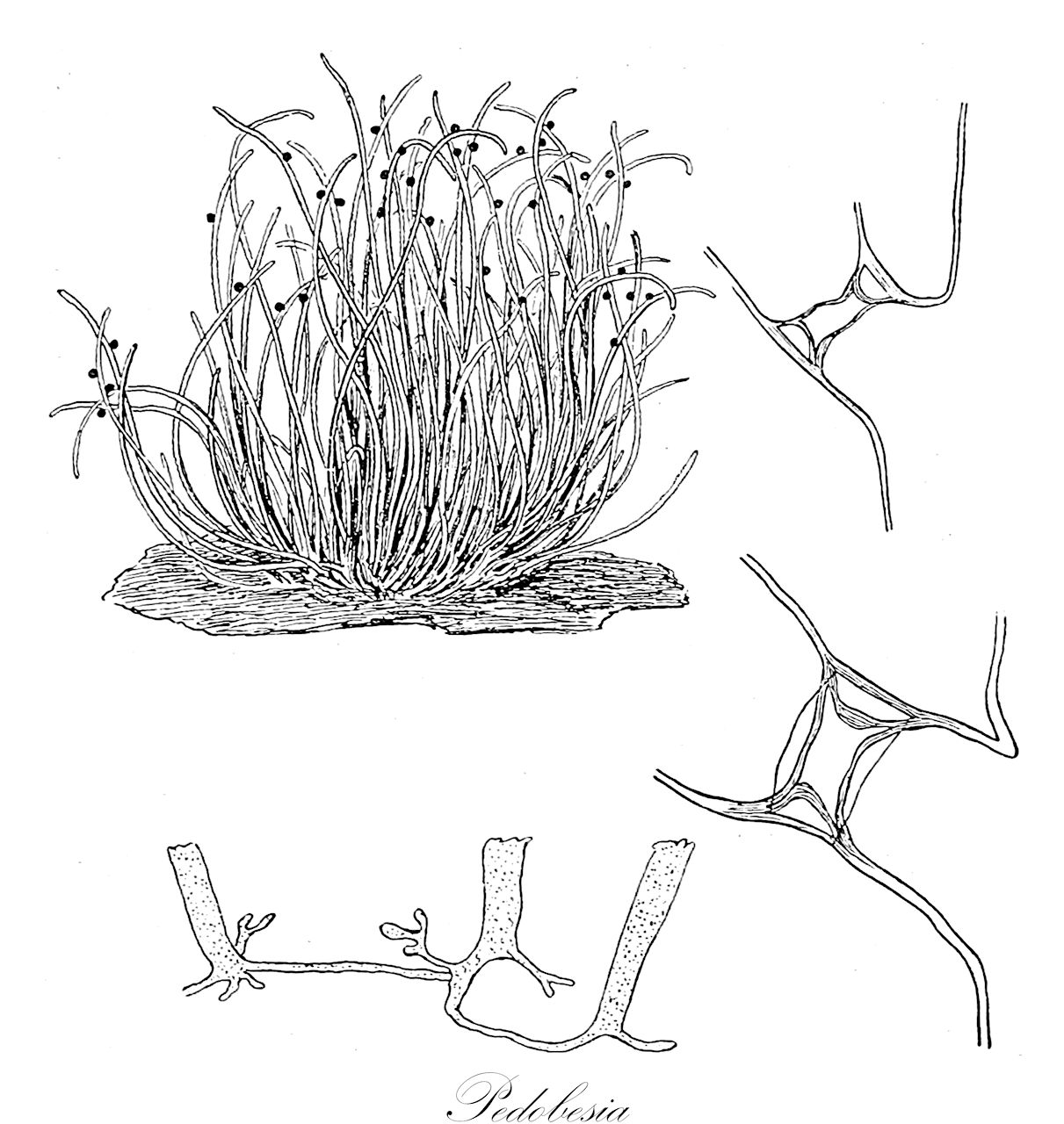 Pedobesia - Chlorophyta,Biota,Plantae,Chlorophyta,Chlorophytina,Ulvophyceae,Bryopsidales,Derbesiaceae,Pedobesia,Pedodiscus