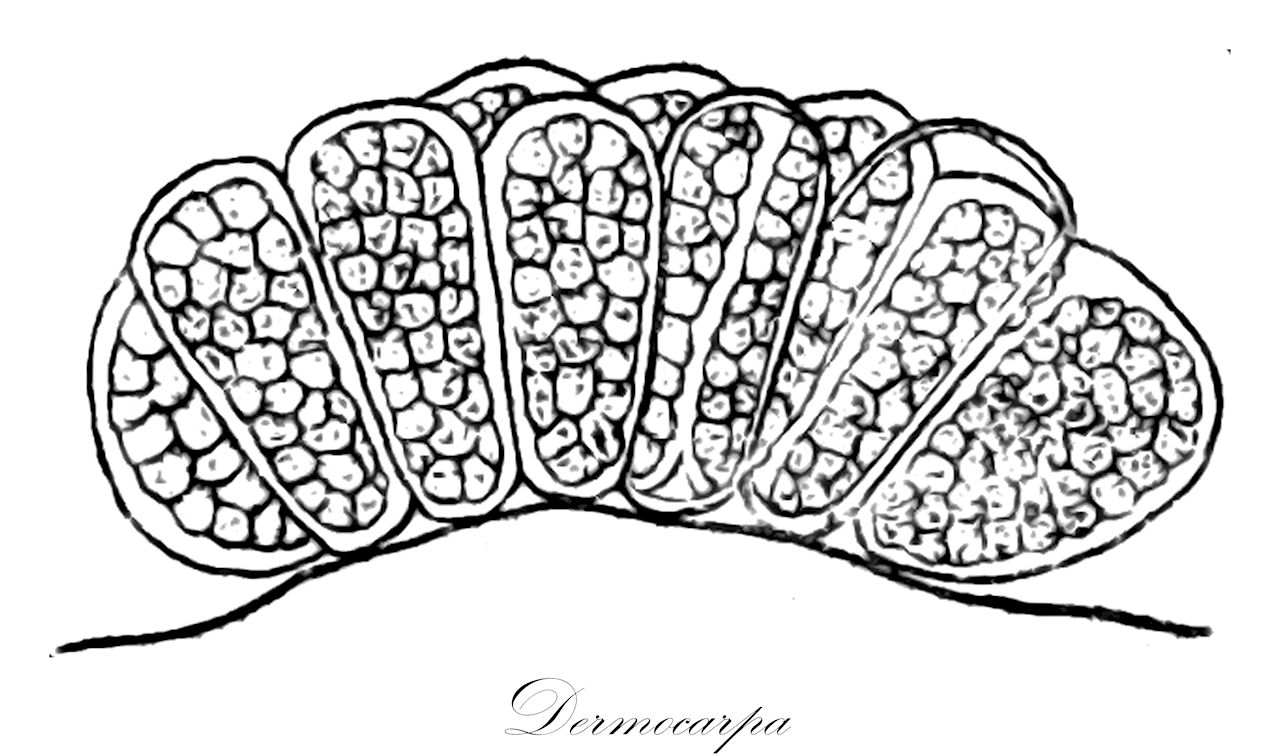 Dermocarpa - Cyanobacteria,Biota,Bacteria,Negibacteria,Cyanobacteria,Cyanophyceae,Chamaesiphonales,Dermocarpaceae,Dermocarpa