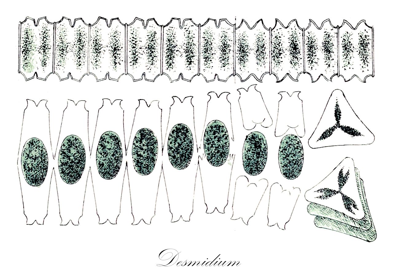 Desmidium - Desmidiaceae,Biota,Plantae,Charophyta,Conjugatophyceae,Desmidiales,Desmidiaceae,Desmidium,Aptogonum, Leptozosma