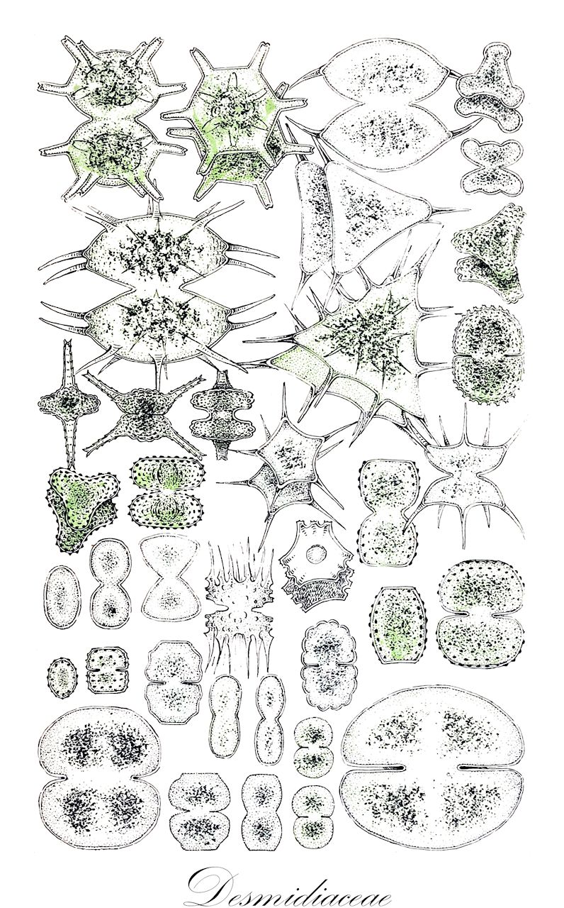 Desmidiaceae - Desmidiaceae,Biota,Plantae,Charophyta,Conjugatophyceae,Desmidiales,Desmidiaceae