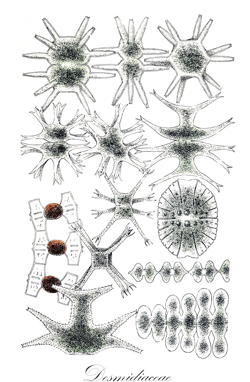 Desmidiaceae - Desmidiaceae,Biota,Plantae,Charophyta,Conjugatophyceae,Desmidiales,Desmidiaceae