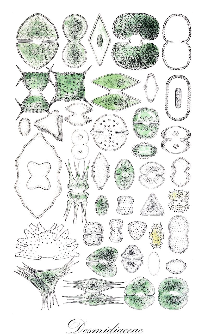 Desmidiaceae - Desmidiaceae,Biota,Plantae,Charophyta,Conjugatophyceae,Desmidiales,Desmidiaceae