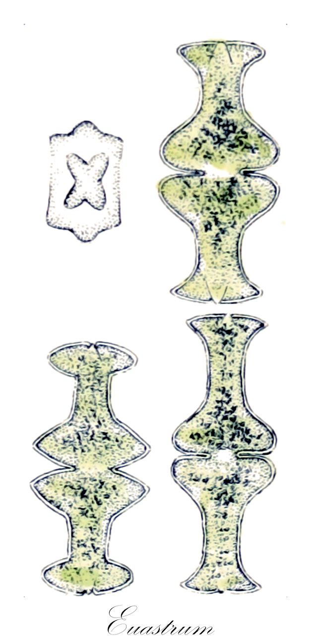 Euastrum - Desmidiaceae,Biota,Plantae,Charophyta,Conjugatophyceae,Desmidiales,Desmidiaceae,Euastrum,Eucosmium