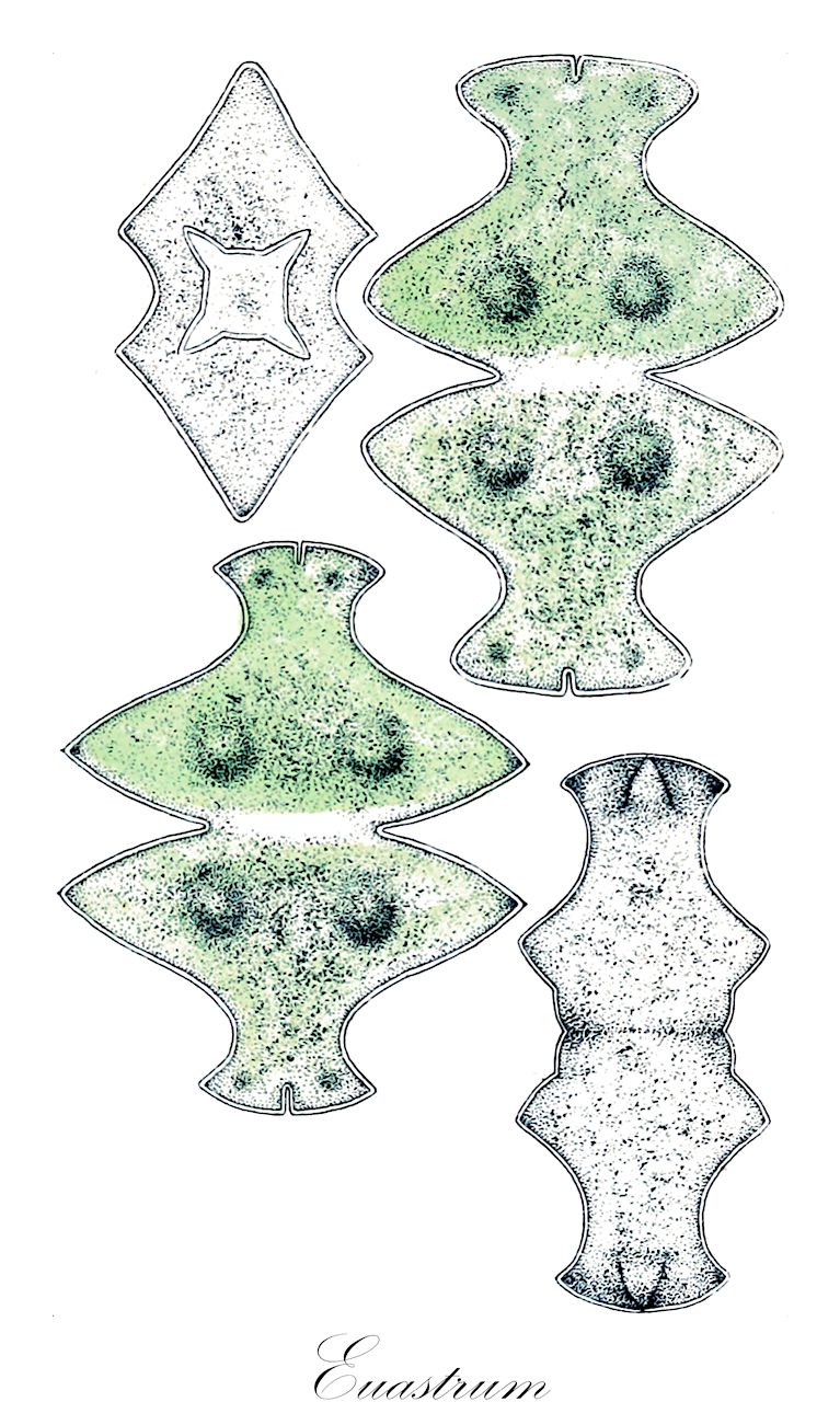 Euastrum - Desmidiaceae,Biota,Plantae,Charophyta,Conjugatophyceae,Desmidiales,Desmidiaceae,Euastrum,Eucosmium