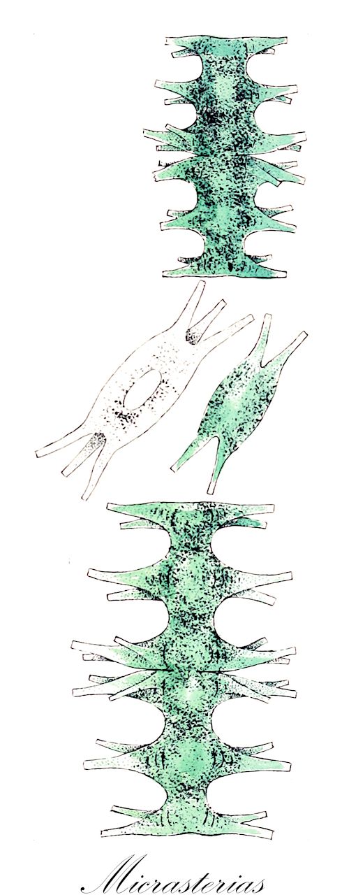 Micrasterias - Desmidiaceae,Biota,Plantae,Charophyta,Conjugatophyceae,Desmidiales,Desmidiaceae,Micrasterias