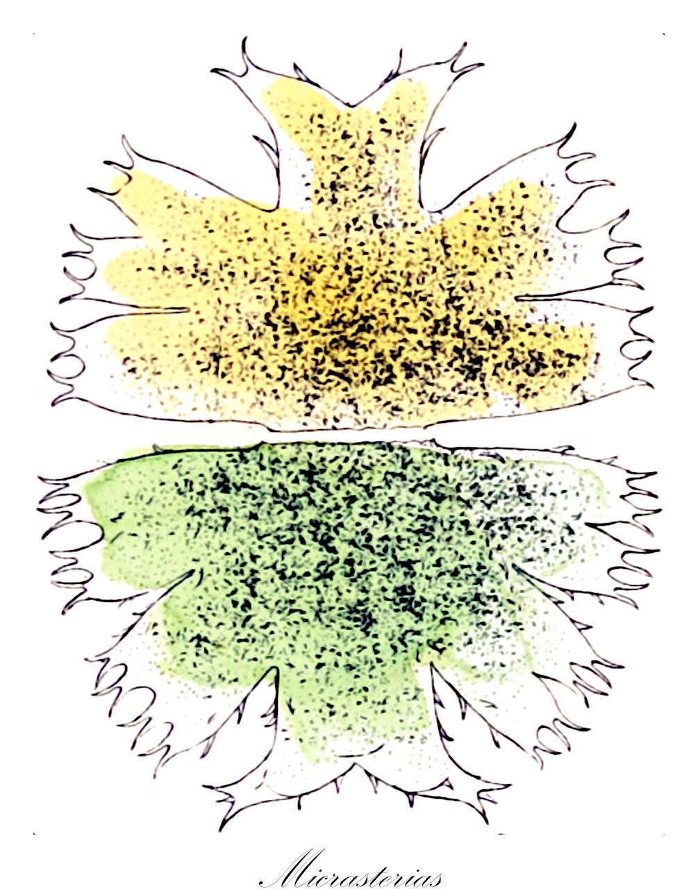 Micrasterias - Desmidiaceae,Biota,Plantae,Charophyta,Conjugatophyceae,Desmidiales,Desmidiaceae,Micrasterias