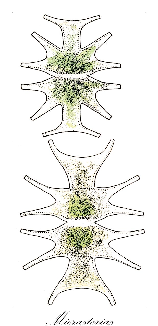 Micrasterias - Desmidiaceae,Biota,Plantae,Charophyta,Conjugatophyceae,Desmidiales,Desmidiaceae,Micrasterias