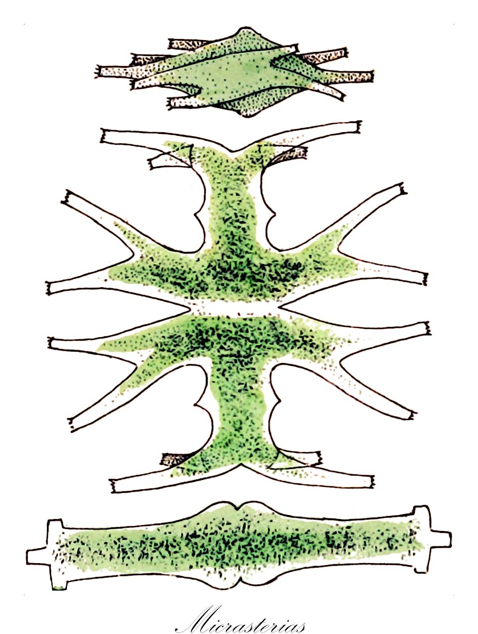 Micrasterias - Desmidiaceae,Biota,Plantae,Charophyta,Conjugatophyceae,Desmidiales,Desmidiaceae,Micrasterias
