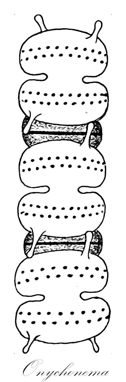 Onychonema - Charophyta,Biota,Plantae,Charophyta,Conjugatophyceae,Desmidiales,Desmidiaceae,Onychonema