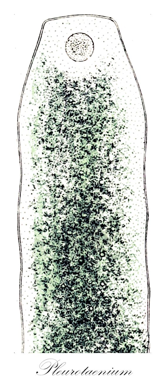 Pleurotaenium - Desmidiaceae,Biota,Plantae,Charophyta,Conjugatophyceae,Desmidiales,Desmidiaceae,Pleurotaenium