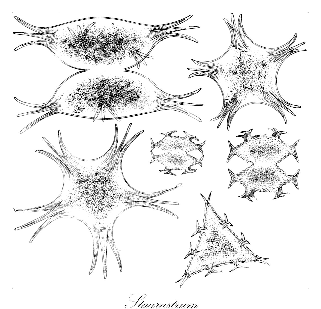 Staurastrum - Charophyta,Biota,Plantae,Charophyta,Conjugatophyceae,Desmidiales,Desmidiaceae,Staurastrum,Cosmoastrum, Didymocladon, Pentasterias, Pleurenterium