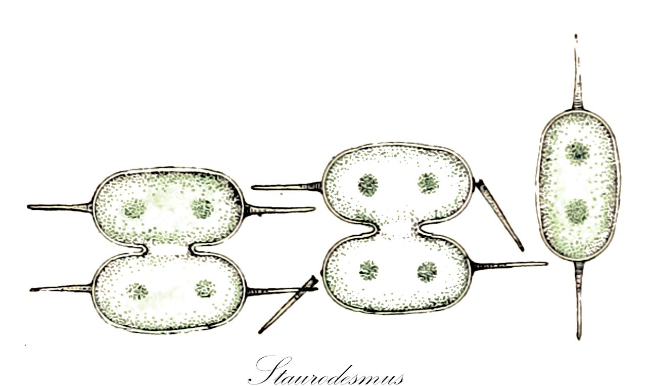 Staurodesmus - Desmidiaceae,Biota,Plantae,Charophyta,Conjugatophyceae,Desmidiales,Desmidiaceae,Staurodesmus,Arthrodesmus