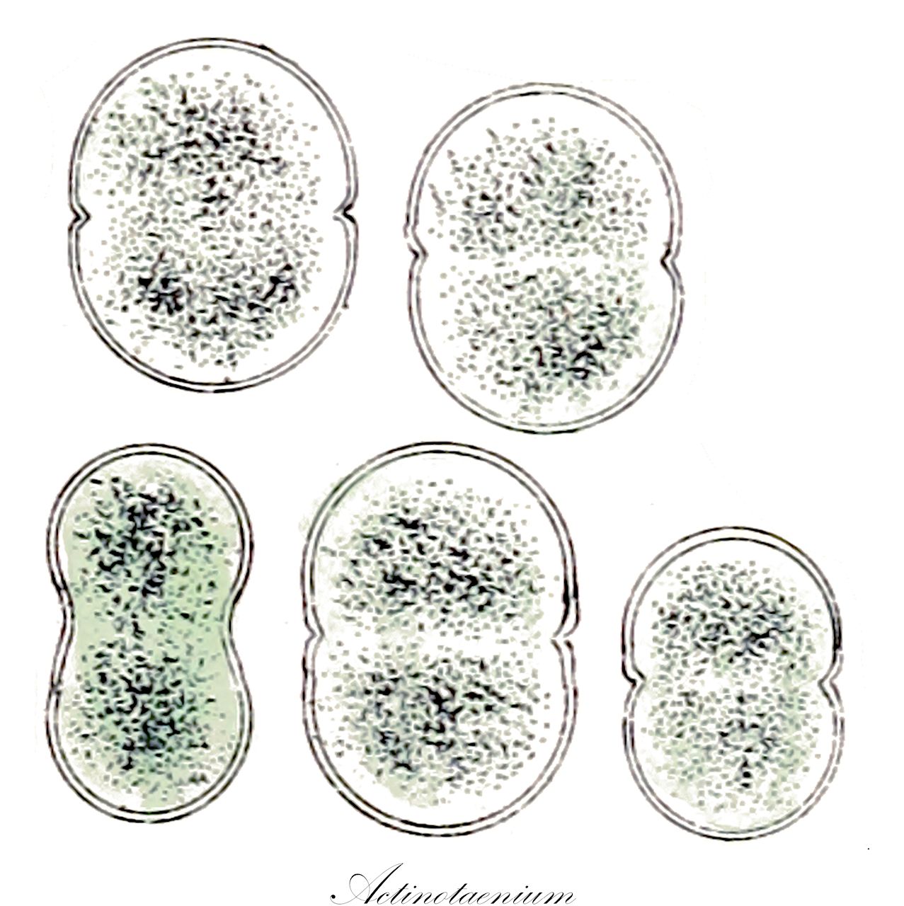 Actinotaenium - Charophyta,Biota,Plantae,Charophyta,Conjugatophyceae,Desmidiales,Desmidiaceae,Actinotaenium,Colpopelta