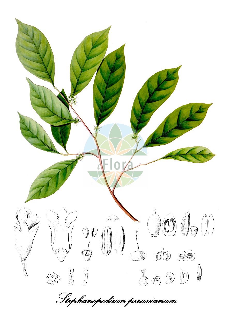 Historische Abbildung von Stephanopodium peruvianum. Das Bild zeigt Blatt, Bluete, Frucht und Same. ---- Historical Drawing of Stephanopodium peruvianum. The image is showing leaf, flower, fruit and seed.(Stephanopodium peruvianum,Stephanopodium,Dichapetalaceae,Blatt,Bluete,Frucht,Same,leaf,flower,fruit,seed,Poeppig (1835-1845))
