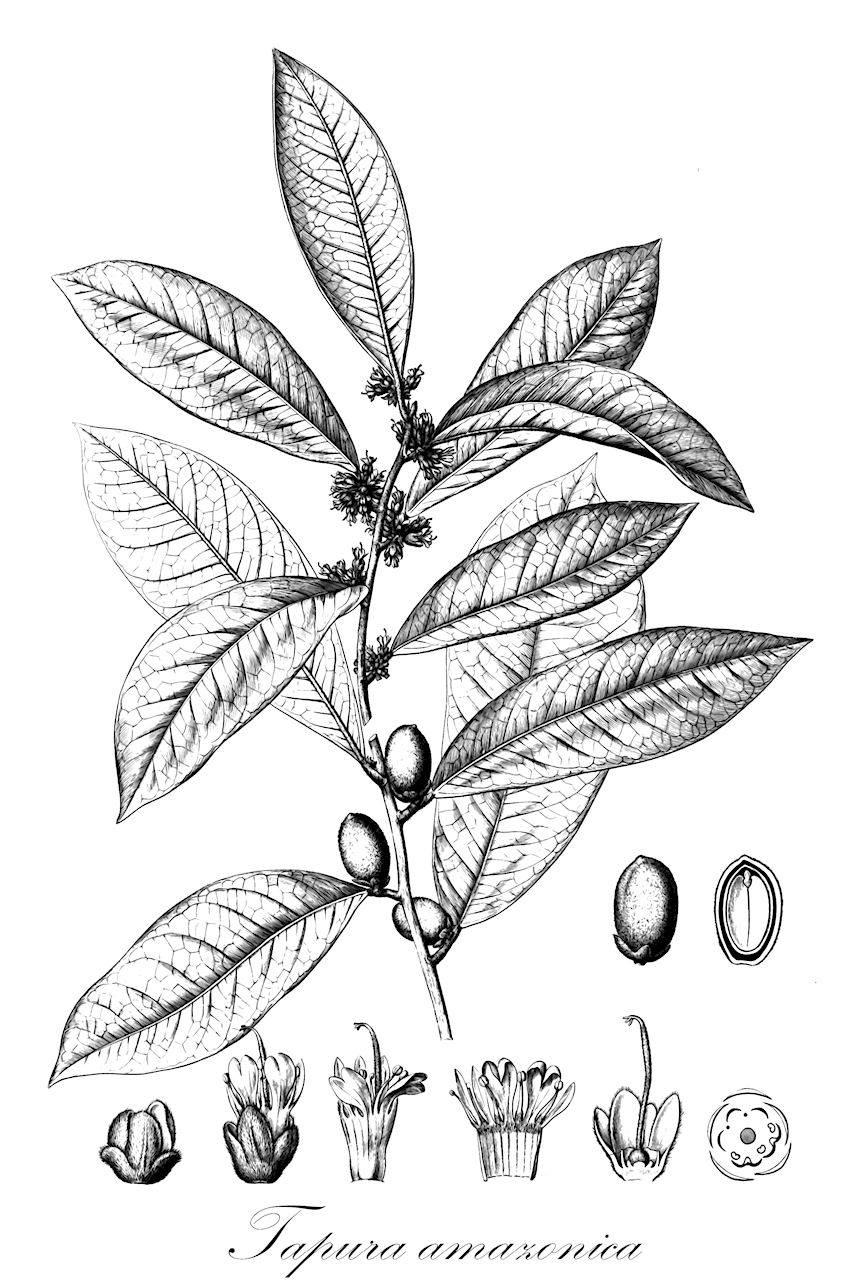 Tapura amazonica - Dichapetalaceae,Plantae,Pteridobiotina,Angiosperms,Malpighiales,Dichapetalaceae,Tapura,Tapura amazonica,Tapura amazonica var. typica