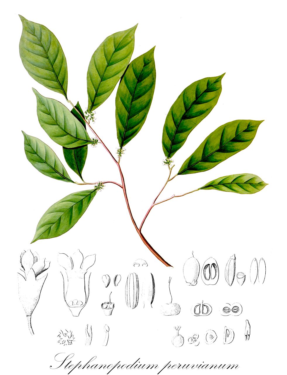 Stephanopodium peruvianum - Dichapetalaceae,Plantae,Pteridobiotina,Angiosperms,Malpighiales,Dichapetalaceae,Stephanopodium,Stephanopodium peruvianum