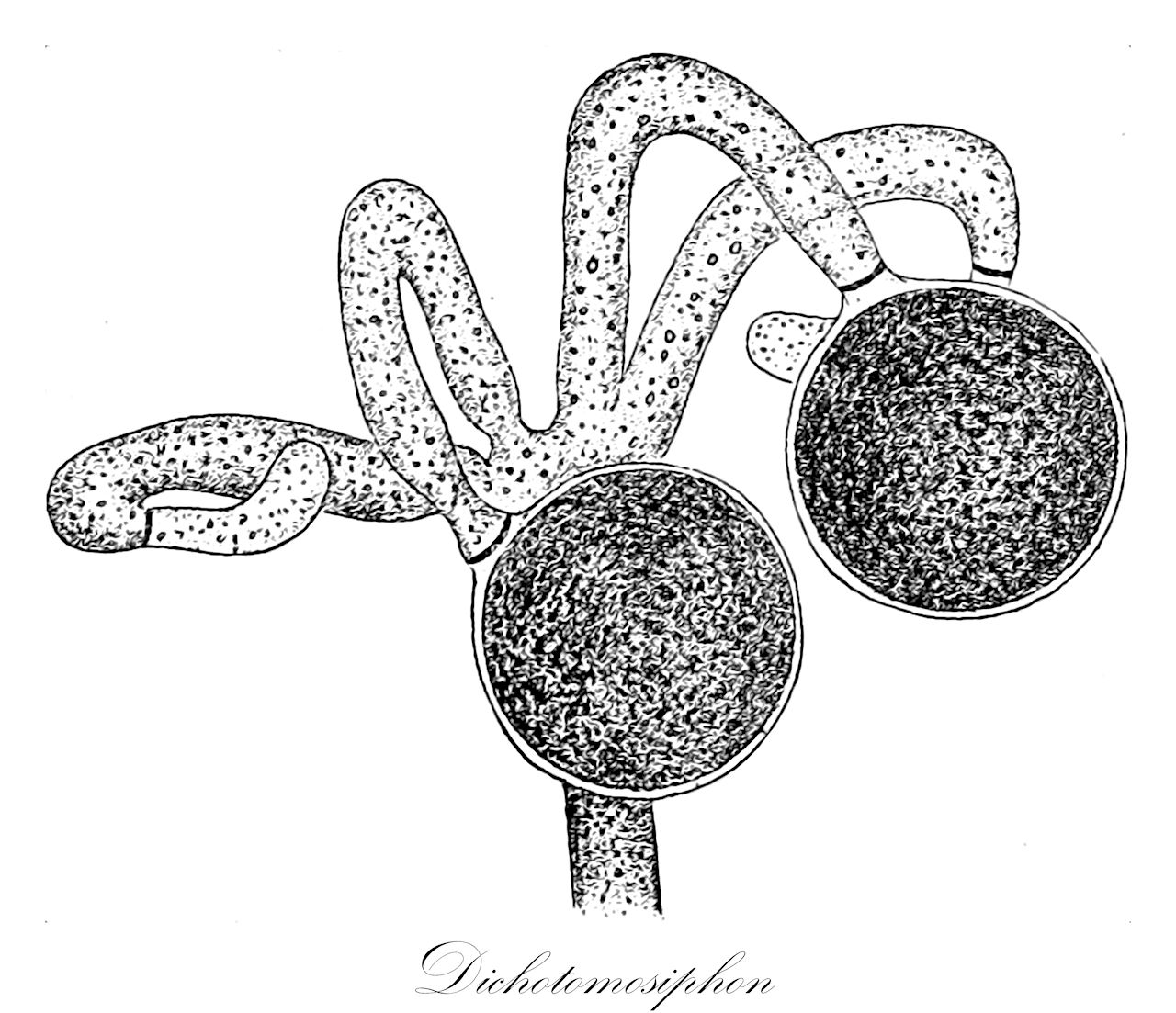 Dichotomosiphon - Chlorophyta,Biota,Plantae,Chlorophyta,Chlorophytina,Ulvophyceae,Bryopsidales,Dichotomosiphonaceae,Dichotomosiphon