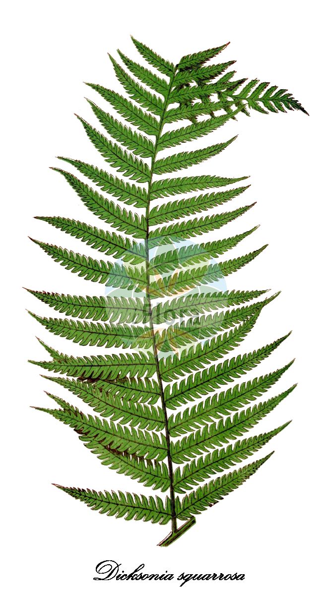 Dicksonia squarrosa - Dicksoniaceae,Plantae,Pteridobiotina,Polypodiophyta,Polypodiopsida,Polypodiidae,Cyatheales,Dicksoniaceae,Dicksonia,Dicksonia squarrosa,Balantium squarrosum, Dicksonia gracilis, Trichomanes squarrosum