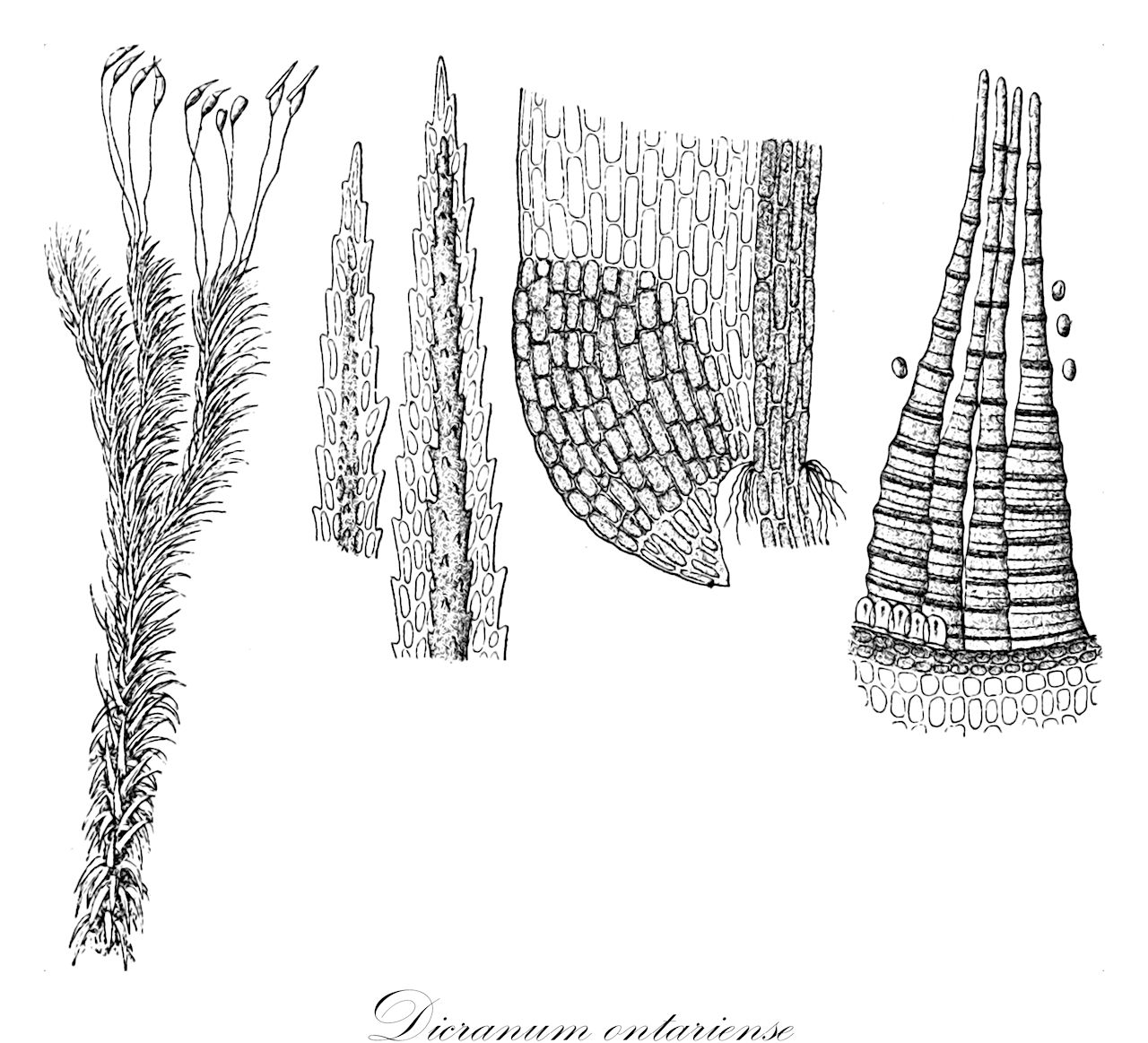 Dicranum ontariense - Dicranaceae,Plantae,Bryobiotina,Bryophyta,Bryopsida,Dicranidae,Dicranales,Dicranaceae,Dicranum,Dicranum ontariense,Dicranum drummondii