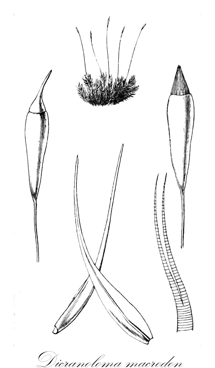 Dicranoloma macrodon - Dicranaceae,Plantae,Bryobiotina,Bryophyta,Bryopsida,Dicranidae,Dicranales,Dicranaceae,Dicranoloma,Dicranoloma macrodon,Dicranum macrodon, Leucoloma macrodon, Poecilophyllum macrodon