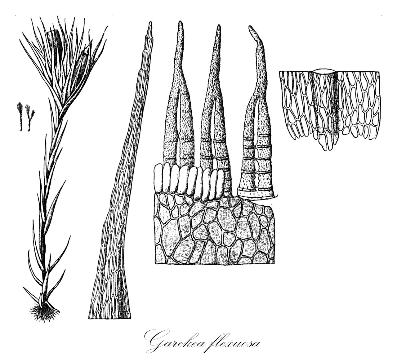 Garckea flexuosa - Dicranellaceae,Plantae,Bryobiotina,Bryophyta,Bryopsida,Dicranidae,Dicranales,Dicranellaceae,Garckea,Garckea flexuosa,Dicranum phascoides, Garckea bescherellei, Garckea comosa, Garckea hildebrandtii, Garckea phascoides, Garckea phascoides, Garckea phascoides var. comorensis, Grimmia comosa, Grimmia flexuosa, Grimmia phascoides
