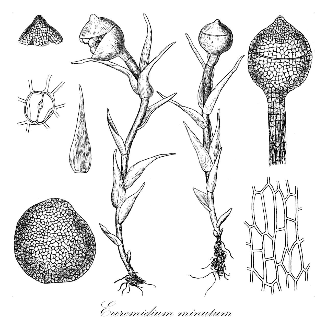 Eccremidium minutum - Dicranellaceae,Plantae,Bryobiotina,Bryophyta,Bryopsida,Dicranidae,Dicranales,Dicranellaceae,Eccremidium,Eccremidium minutum,Bruchia minuta, Bruchia minutissima, Bruchia whiteleggei, Bruchia whiteleggei var. minor, Eccremidium whiteleggei, Ephemerum whiteleggei, Sporledera minuta, Sporledera minutissima, Sporledera whiteleggei