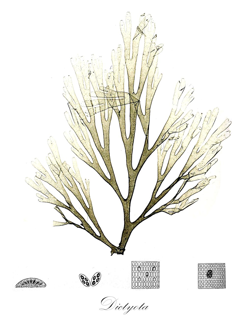 Dictyota - Dictyotaceae,Biota,Chromista,Ochrophyta,Phaeophyceae,Dictyotales,Dictyotaceae,Dictyota,Dichophyllium, Dilophus, Glossophora, Glossophorella