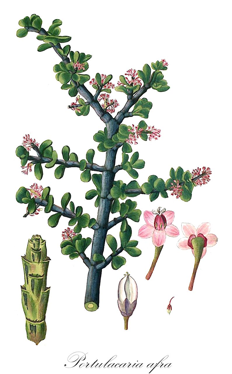 Portulacaria afra - Didiereaceae,Plantae,Pteridobiotina,Angiosperms,Caryophyllales,Didiereaceae,Portulacaria,Portulacaria afra,Haenkea crassifolia, Portulacaria afra f. macrophylla, Portulacaria afra f. microphylla, Portulacaria afra f. variegata, Portulacaria portulacaria,Speckbaum;Strauch-Portulak