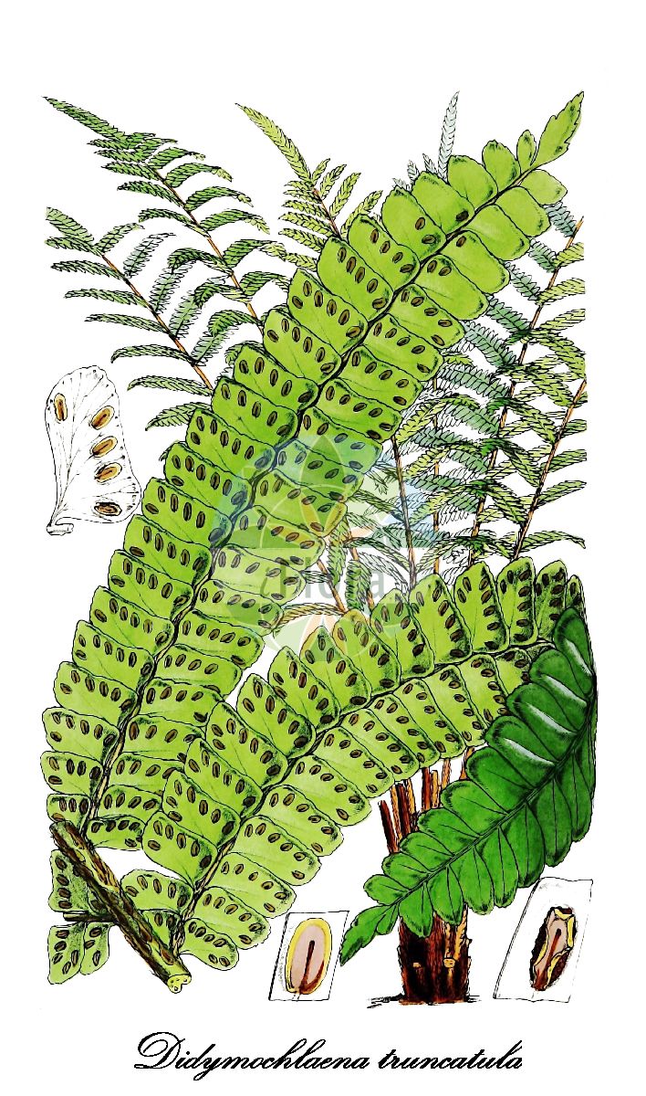Didymochlaena truncatula - Didymochlaenaceae,Plantae,Pteridobiotina,Polypodiophyta,Polypodiopsida,Polypodiidae,Polypodiales,Didymochlaenaceae,Didymochlaena,Didymochlaena truncatula,Aspidium cultratum, Aspidium squamata, Aspidium squamatum, Aspidium squamosum, Aspidium truncatulum, Asplenium fruticosum, Asplenium ramosum, Didymochlaena dimidiata, Didymochlaena lunulata, Didymochlaena lunulata var. minor, Didymochlaena microphylla, Didymochlaena pulcherrima, Didymochlaena sinuosa, Didymochlaena squamata, Didymochlaena truncatula var. bipinnatipartita, Didymochlaena truncatula var. microphylla, Diplazium pulcherrimum, Lindsaea spinulosa, Monochlaena sinuosa, Nephrolepis lunulata, Tegularia adiantifolia