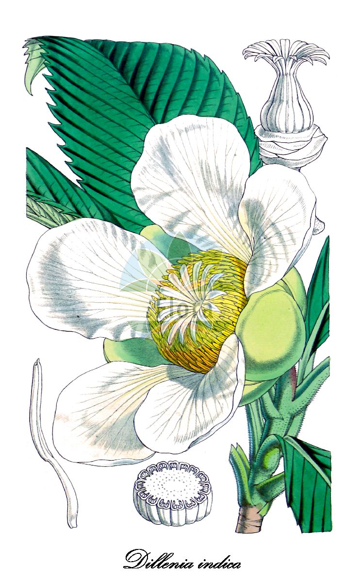 Dillenia indica - Dilleniaceae,Plantae,Pteridobiotina,Angiosperms,Dilleniales,Dilleniaceae,Dillenia,Dillenia indica,Dillenia elongata, Dillenia indica f. elongata, Dillenia speciosa,Elefantenapfel;Rosenapfel