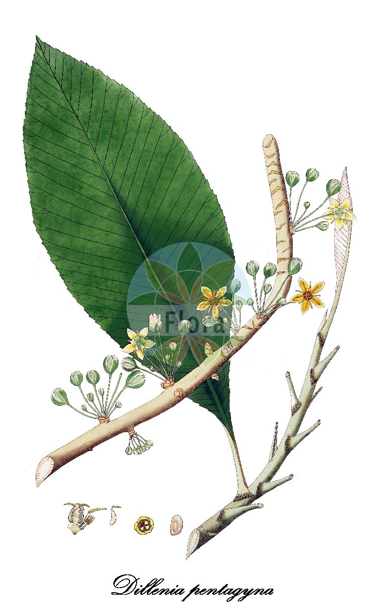 Dillenia pentagyna - Dilleniaceae,Plantae,Pteridobiotina,Angiosperms,Dilleniales,Dilleniaceae,Dillenia,Dillenia pentagyna,Colbertia augusta, Colbertia coromandelina, Colbertia floribunda, Colbertia minor, Dillenia angusta, Dillenia augusta, Dillenia baillonii, Dillenia floribunda, Dillenia hainanensis, Dillenia minor, Wormia augusta, Wormia coromandelina, Wormia floribunda, Wormia pentagyna var. augusta