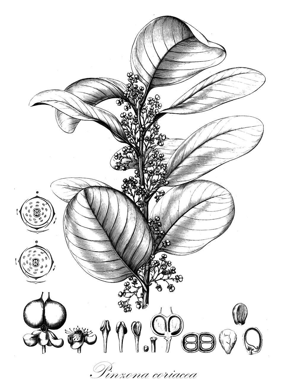 Pinzona coriacea - Dilleniaceae,Plantae,Pteridobiotina,Angiosperms,Dilleniales,Dilleniaceae,Pinzona,Pinzona coriacea,Calinea bentegeati, Curatella coriacea, Doliocarpus belizensis, Doliocarpus calineoides, Doliocarpus coriacea, Doliocarpus nicaraguensis, Pinzona calineoides